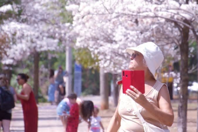 Cidade colorida o ano todo: conheça o calendário de floração do DF