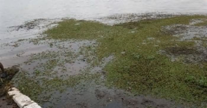 MPF investiga aumento de algas no Rio Paranaíba em Cachoeira Dourada (MG)