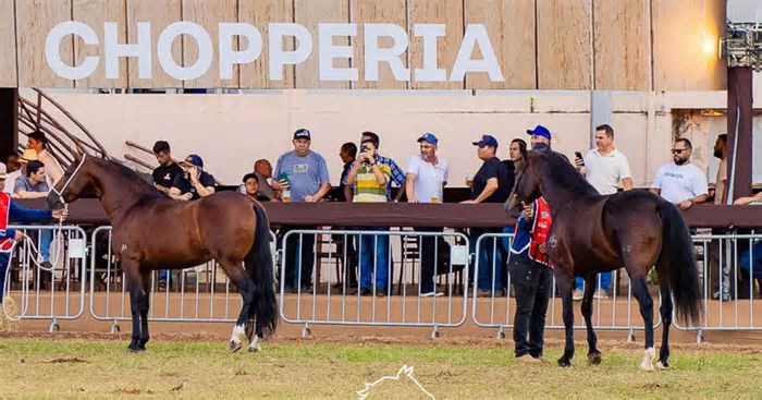 Maior prova de Mangalarga Marchador de BH, Exposição Herdeiros da Raça acontece em abril