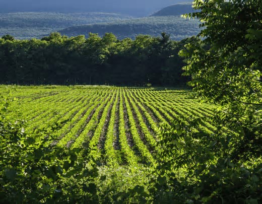Referência do agro, nova edição da Bahia Farm Show é apresentada em Salvador