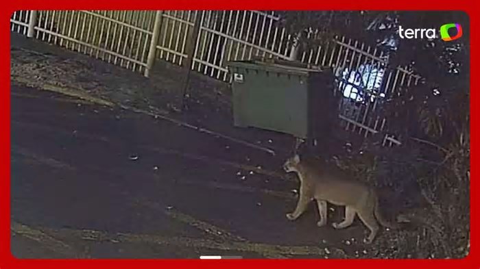 Onça-parda é flagrada ‘passeando’ pelo centro de Gramado (RS)