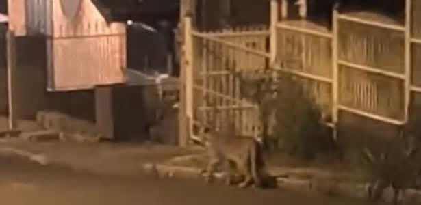 Onça é vista andando tranquilamente em rua de Gramado: 'Habitat natural'