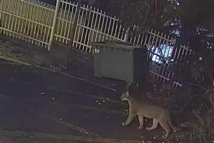 Onça é vista passeando em rua de Gramado (RS): 