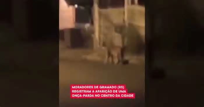 Onça-parda é vista no centro de Gramado, no Rio Grande do Sul; veja vídeo