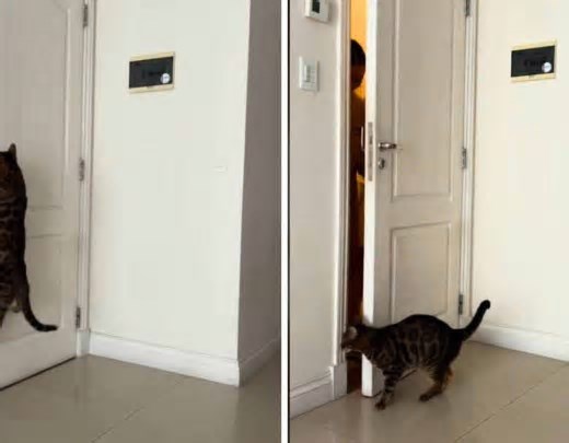 ‘Gato chaveiro’ abre apartamento para donos trancados do lado de fora