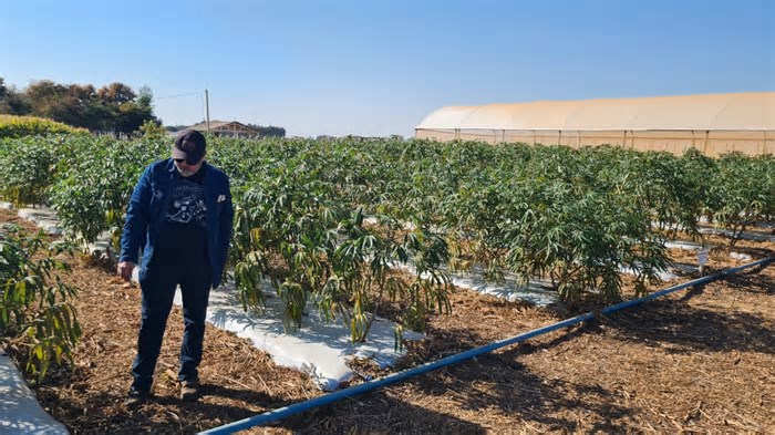 Produtores de mandioca no DF crescem 108,4% em 4 anos