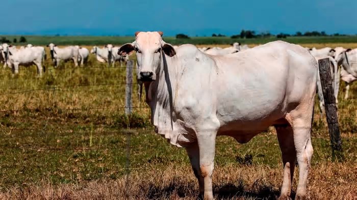 Agrobrazil: negócios captados em São Paulo têm média de R$ 327,87