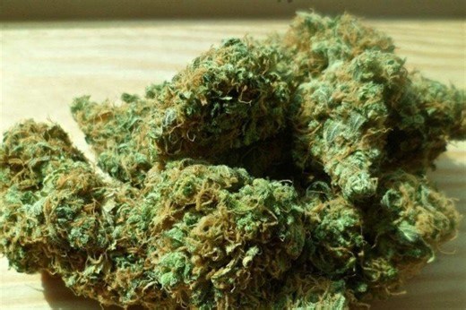 Uso frequente de cannabis afeta tratamento contra câncer de cólon