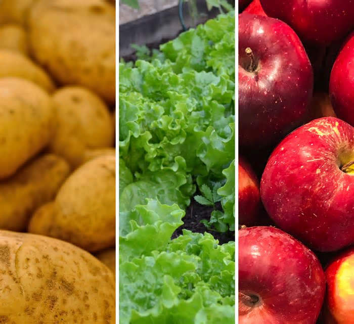 Confira quais são os hortifruti que estão com queda de preço registrada pela Conab nos principais Ceasas