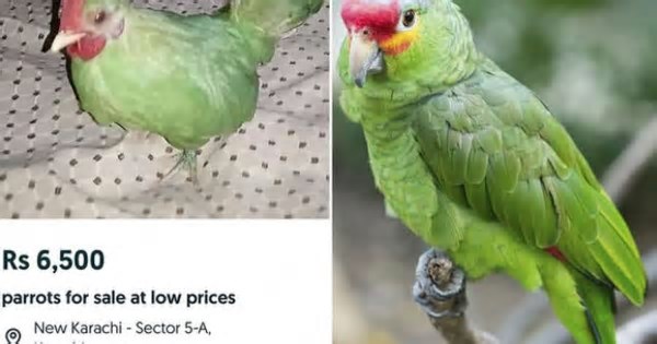 Comerciante tenta vender galo pintado de verde como se fosse papagaio, no Paquistão