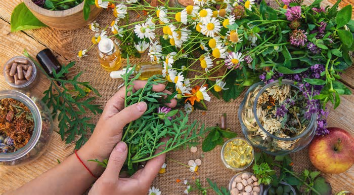 5 plantas medicinais para cultivar em casa