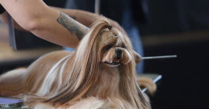 Competição de banho, tosa e penteado de cães? Conheça atração inédita de feira pet em Caxias