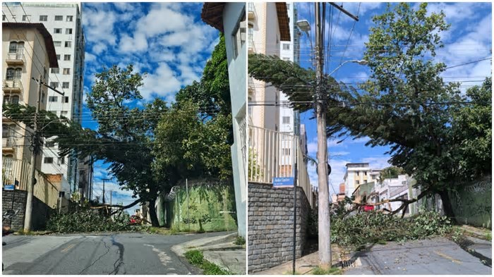 Quedas de árvores deixa moradores sem energia elétrica no Sagrada Família, em BH