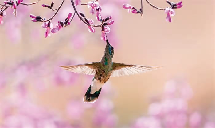 Você sabe qual o plural de “beija-flor”?