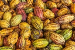 Como um Produtor Brasileiro Está Construindo a Maior Fazenda de Cacau do Mundo