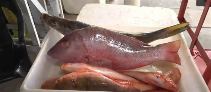 Corredor de Peixe: veja dias e horários das apresentações