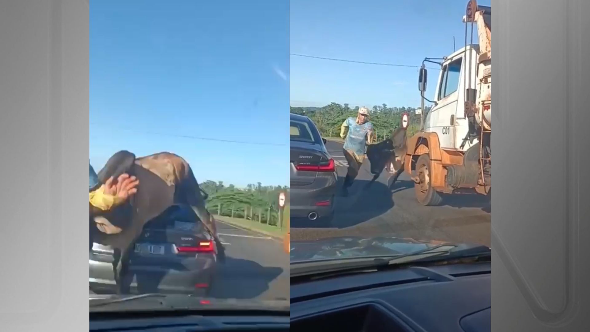 Vídeo: Touro 