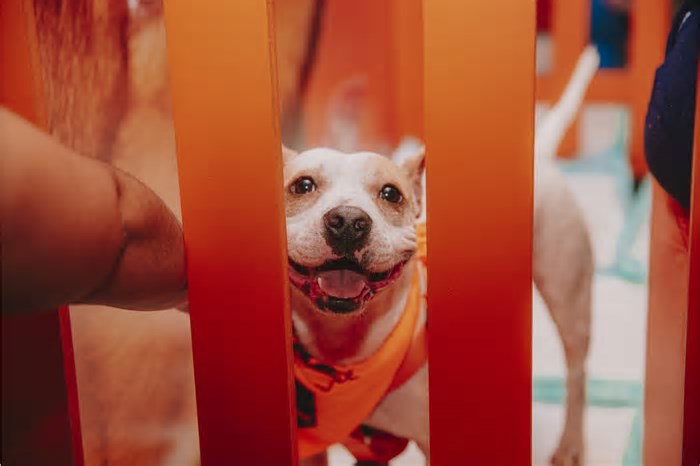 Adoção responsável: 80% dos animais nos lares brasileiros são adotados