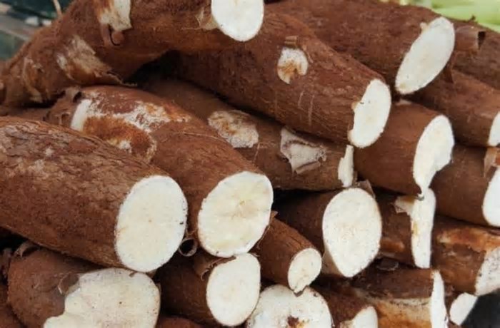 Mandioca lidera comercialização na Ceasa e impulsiona agricultura em Mato Grosso do Sul