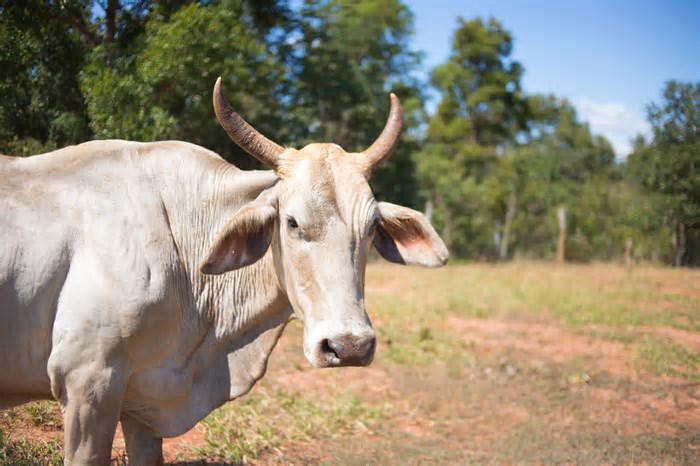 Rastreabilidade, sustentabilidade e direito: do Regulamento Europeu nas exportações de carne bovina