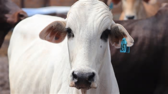Mercado do boi gordo segue estável com poucos negócios
