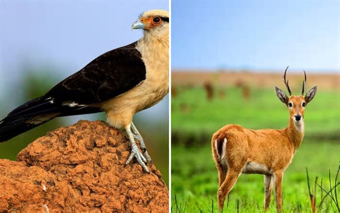 Cupins luminescentes e patrimônio mundial: conheça o Parque Nacional das Emas que tem mais de 300 espécies de aves