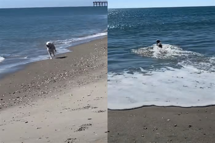 Cachorro goldendoodle brincava tranquilamente em praia - quando de repente ele vê algo no mar