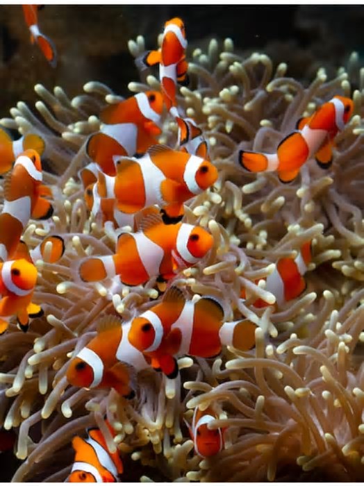 Famoso Nemo no cinema: veja as curiosidades sobre o peixe-palhaço