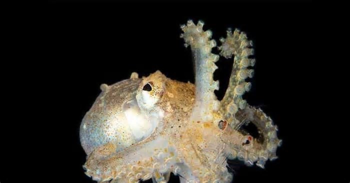 Alienígenas do mar: a incrível inteligência dos polvos