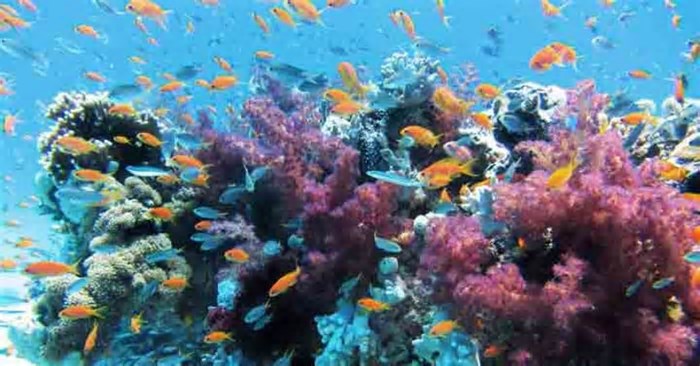 Sistema de coral brasileiro é um dos maiores do mundo