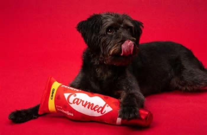 Pet B+: Hidratante labial para cães?