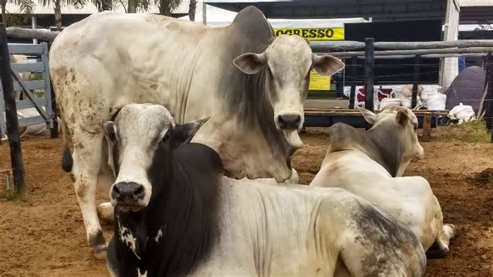 Preço do boi gordo sobe em São Paulo, Paraná e Goiás