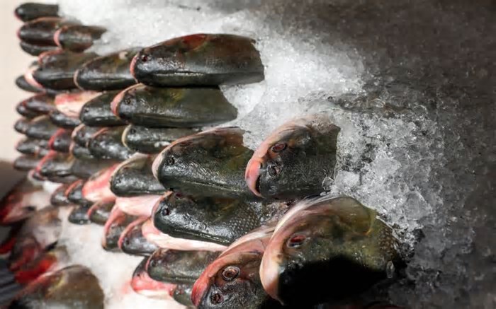 Feirão do Pescado 2025 vai ofertar peixe com preços baixos em Manaus; saiba onde