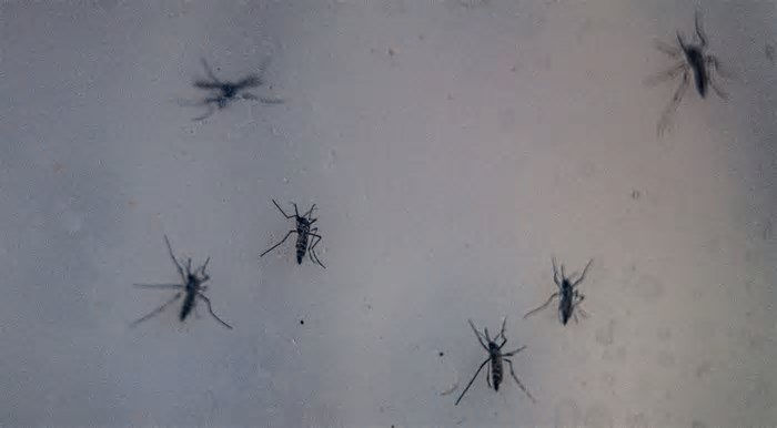 Exército vai apoiar combate à dengue em Porto Alegre