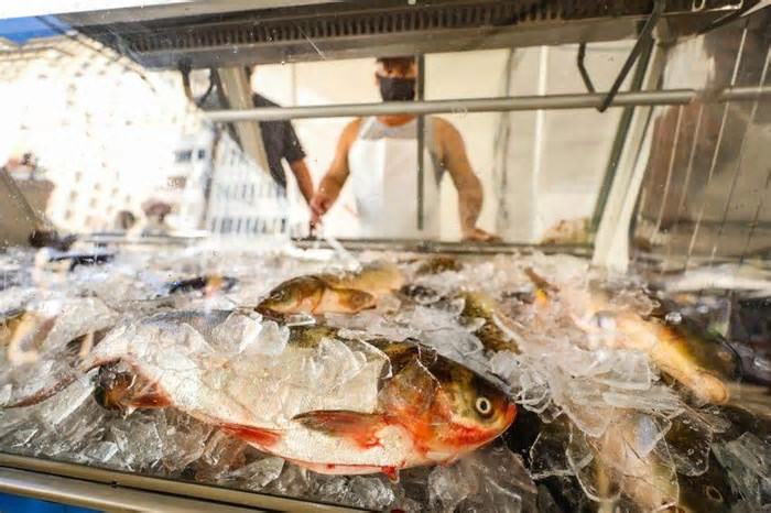 Porto Alegre Festa de lançamento da 245ª Feira do Peixe de Porto Alegre ocorre neste domingo