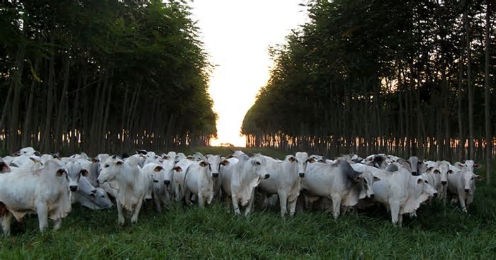Embrapa lança Jornada pelo Clima para discutir ciência e agricultura até a COP30
