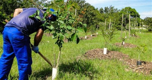 Porto Alegre vai ganhar reforço verde com plantio de 3,5 mil novas mudas