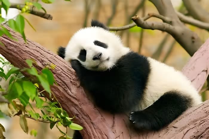 10 curiosidades incríveis sobre os pandas