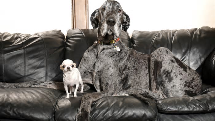 Veja fotos e vídeo do encontro entre o maior e o menor cão do mundo