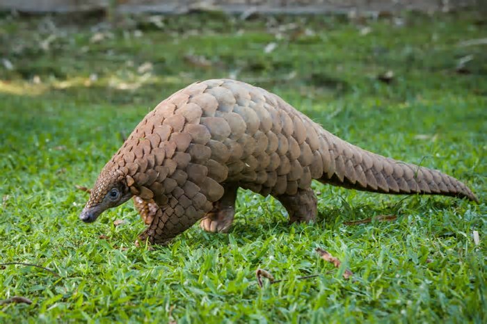 Existe pangolim no Brasil? Conheça 5 curiosidades do único mamífero com escamas