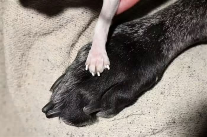 Cães mais alto e mais baixo do mundo têm encontro histórico