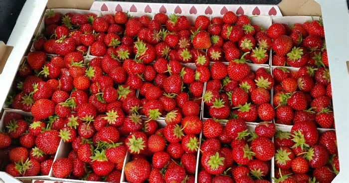 Festa do Morango em Betim tem entrada gratuita e atrações musicais; veja programação