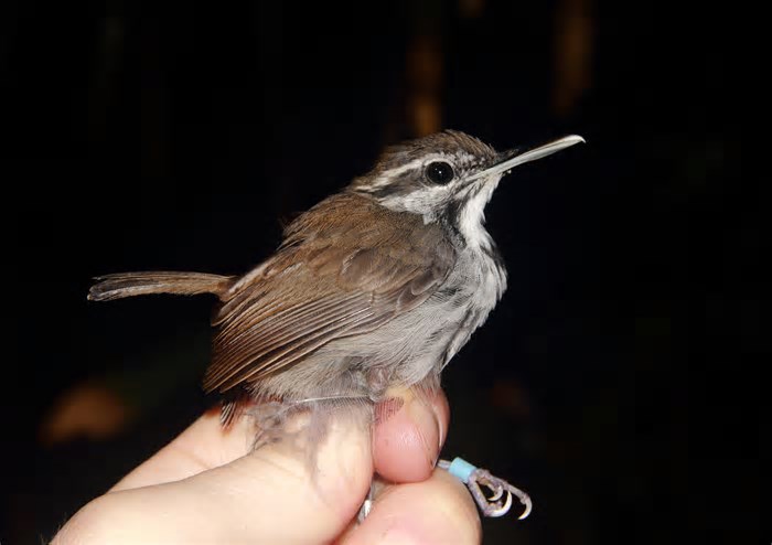 Por que as aves estão desaparecendo mesmo em áreas preservadas da Amazônia