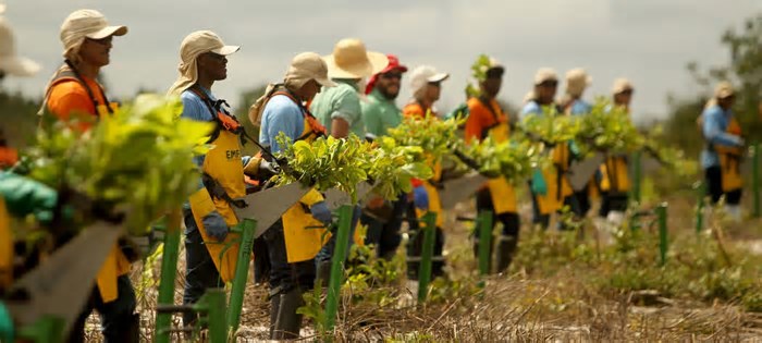 Agroflorestas multiuso impulsionam novo perfil da economia amazônica