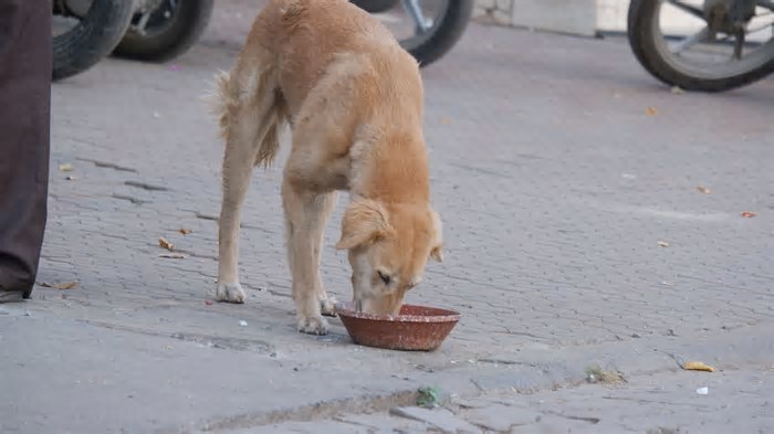 A Ciência alerta: deixe seu cão longe de potes compartilhados