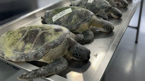 Pescadores ilegais são autuados após morte de tartarugas-verdes em Barra Velha