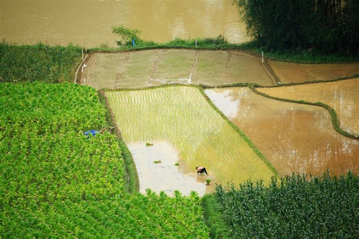 Crescimento acelerado e nutrição reduzida — aumento de CO2 na atmosfera está impactando a qualidade do trigo, arroz e outras culturas