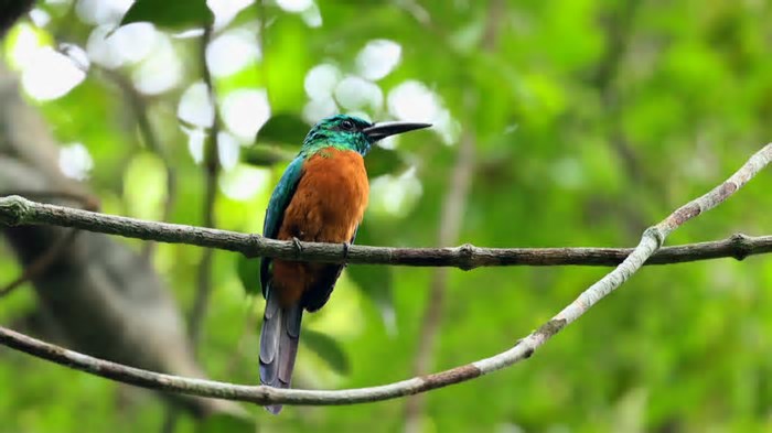 Jacamaraçu é ariramba dificilmente vista na Amazônia