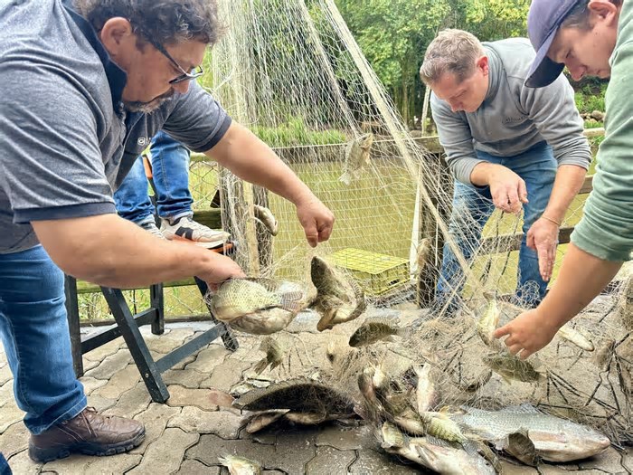 Produtores de Gramado preparados para vender 5 toneladas de peixes nesta Semana Santa