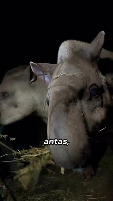 Visitas noturnas no Zoo de Brasília estão com inscrições abertas; veja como participar